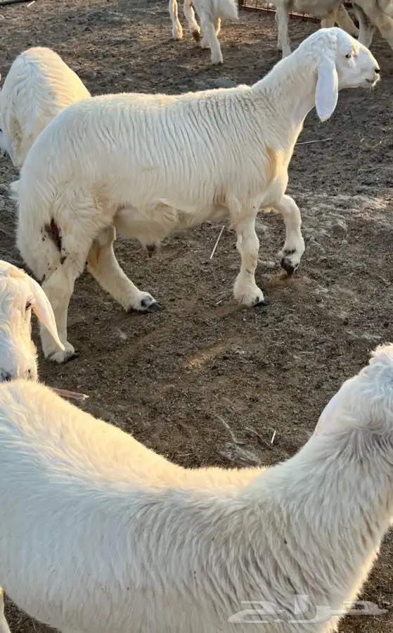 خرفان جذعان 8