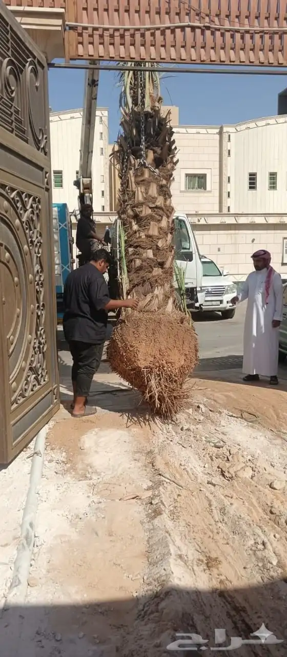 نقل نخل واشنطني وعربي ازالة نخل قص شجر 0