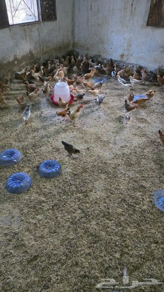 فروخ بلدي عمر شهرين محصن بصحه ممتازه جدا 2