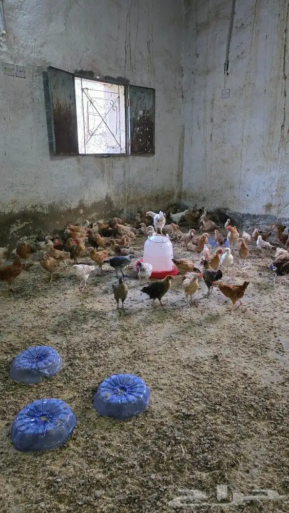 فروخ بلدي عمر شهرين محصن بصحه ممتازه جدا 0