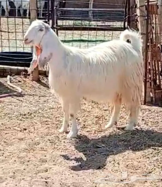 لعشاق الصنف معزا بيض مطورات فواخر ودفيع لاعلي سوم 1