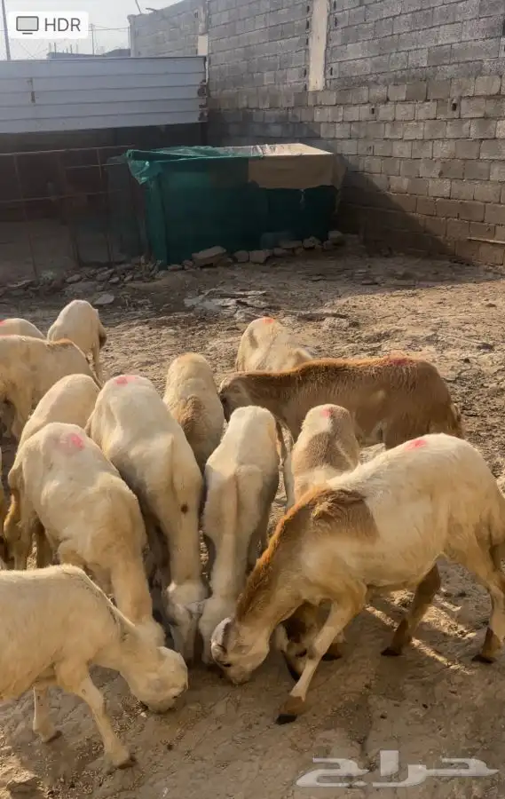 خرفان ورخيل البيع 0