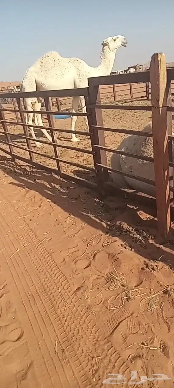 قعود اوضح طيب 0