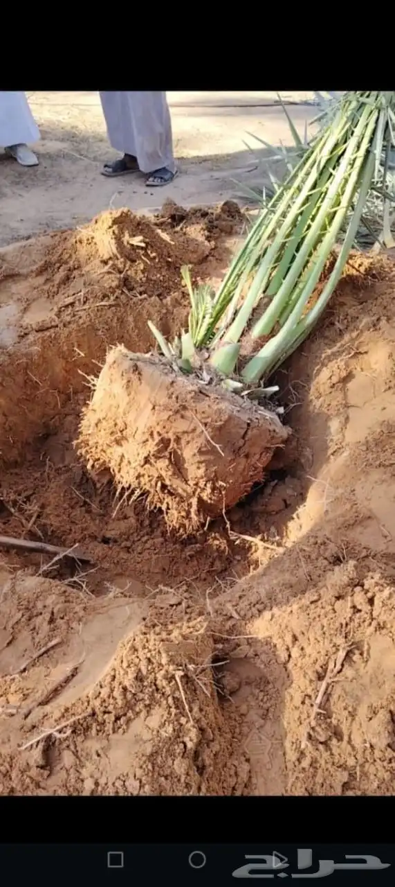 نخل أبو ناصر لتوريد وتركيب جميع انواع انخل المثمر وزينه 9