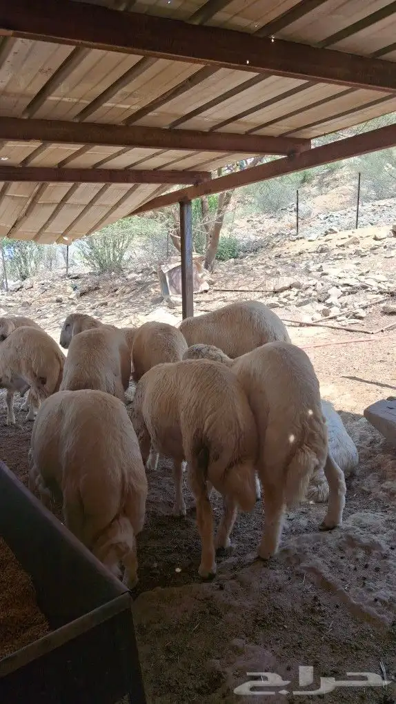 خرفان ذبايح 5