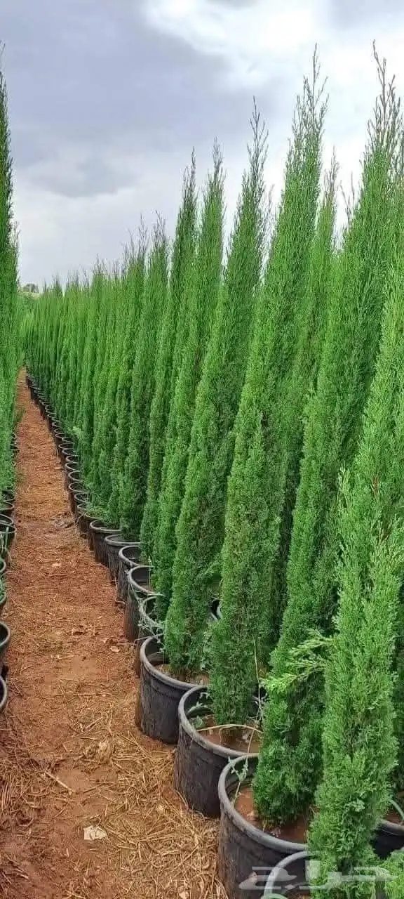 مزارع ومنسق حدائق 8