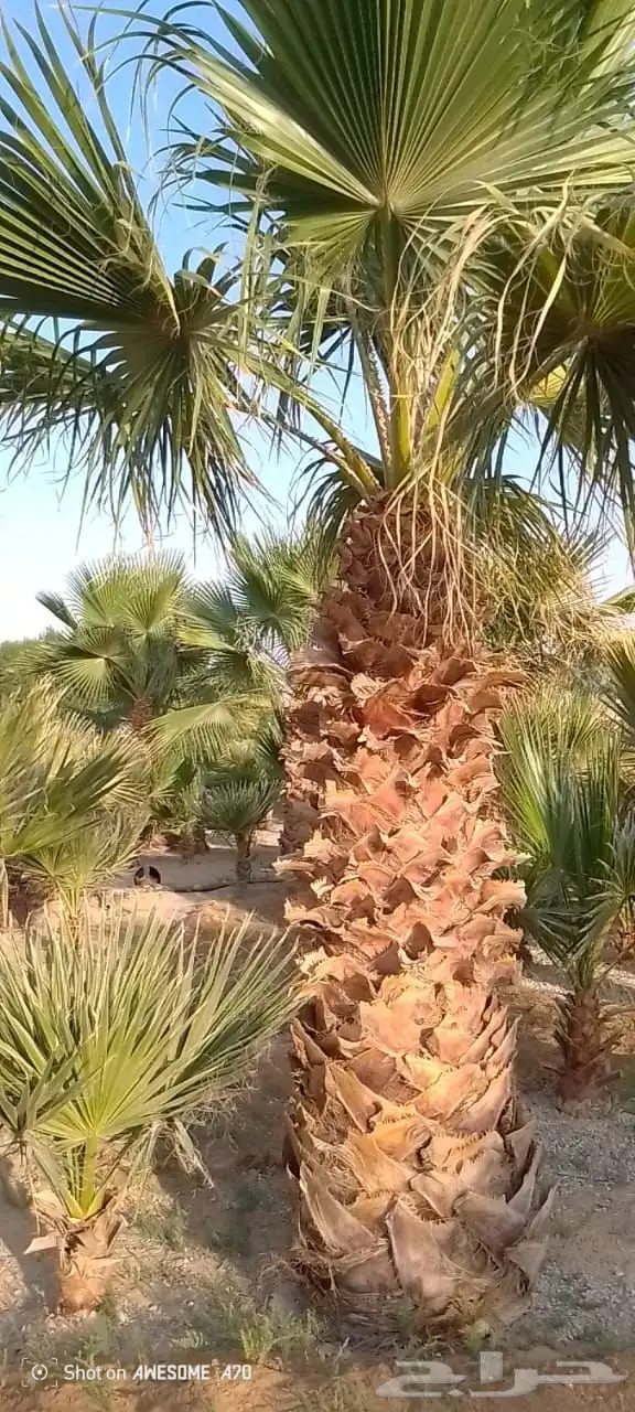 تنسيق حدائق 11