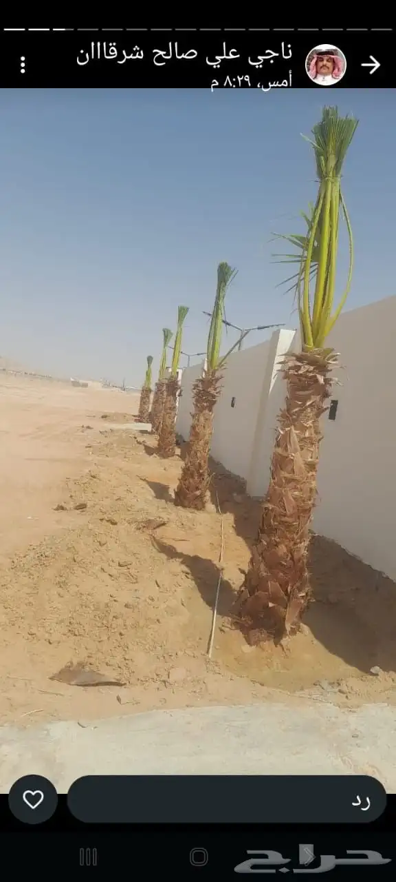 نخل أبو ناصر لتوريد وتركيب جميع انواع انخل المثمر وزينه 8