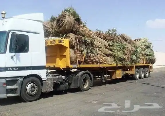 نخل للبيع 5
