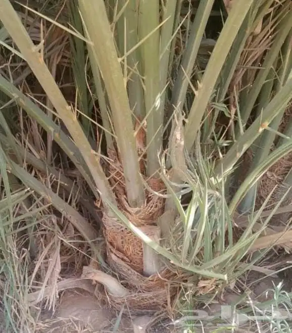 نخل للبيع 3
