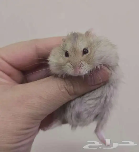 مجموعه هامسترز روس تبني 3