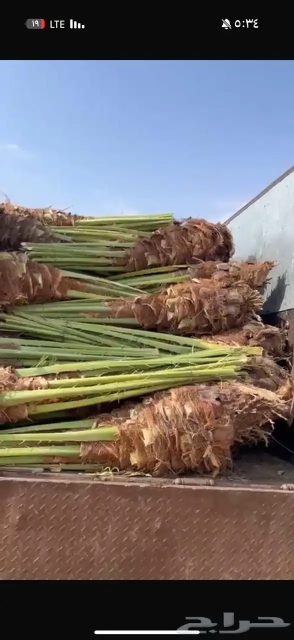 نخل مثمر للبيع 3