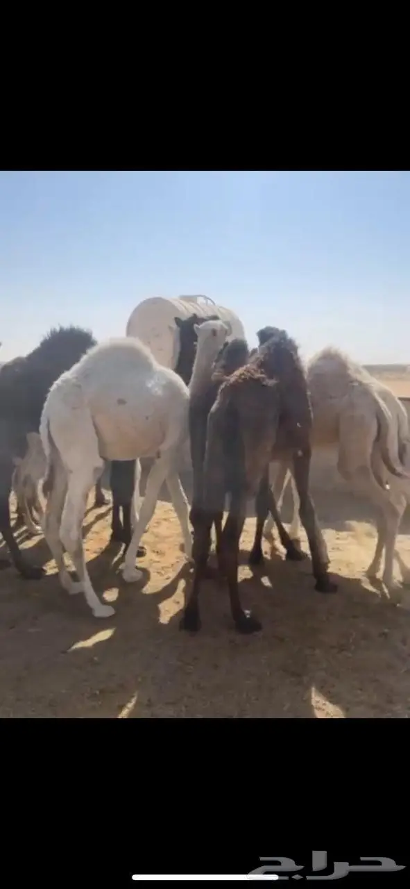 حشو قعدان بلدي العدد 14 فيها 4 بكار الموقع الخرج 1