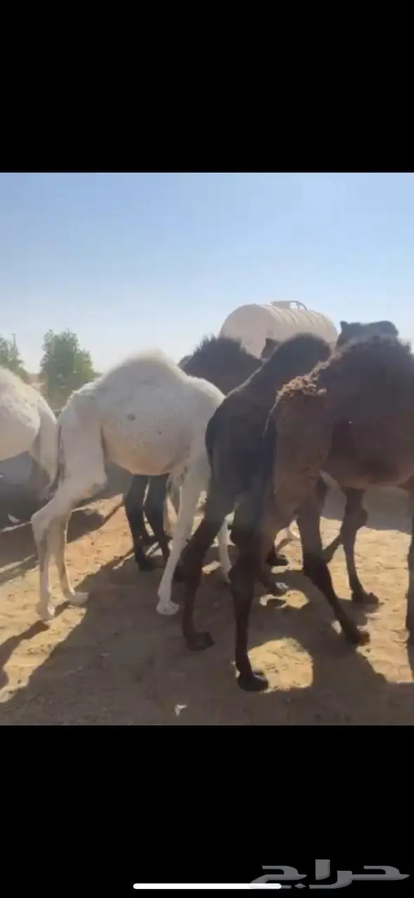 حشو قعدان بلدي العدد 14 فيها 4 بكار الموقع الخرج 0