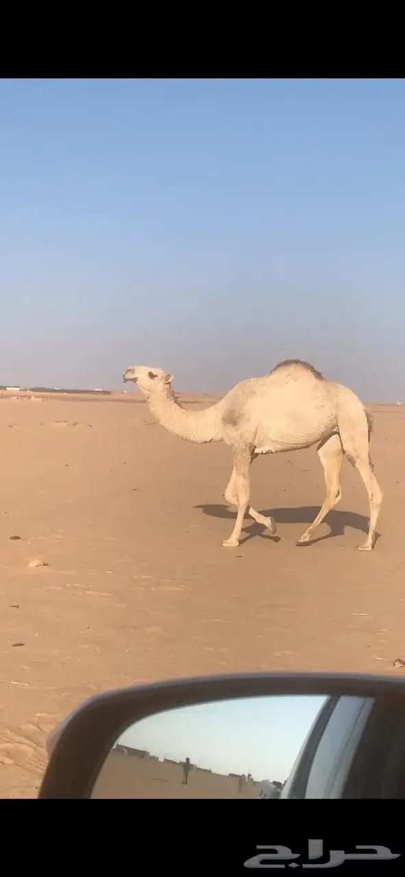 شقحاء لقيه 0