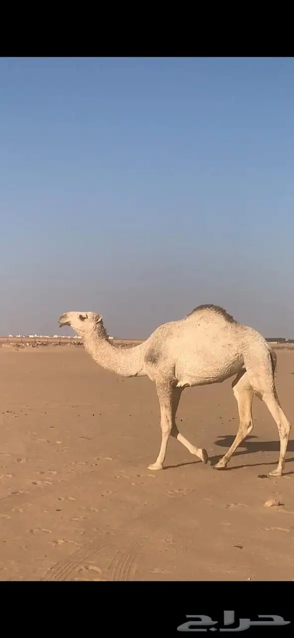 شقحاء لقيه 1