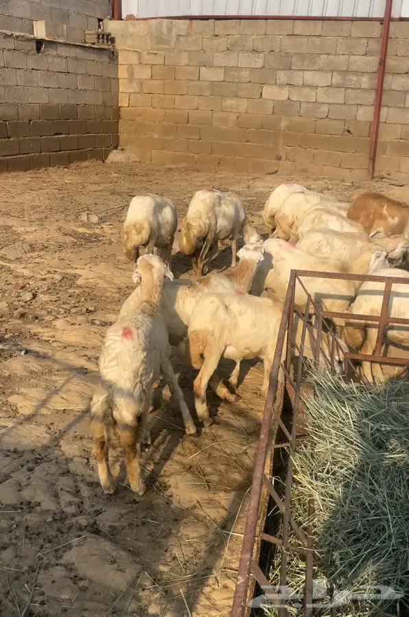 خرفان ورخيل البيع 2