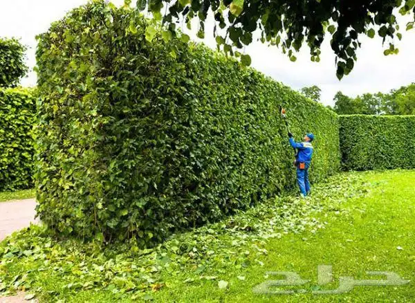 ورود أشجار نخل أشجار مثمره 7