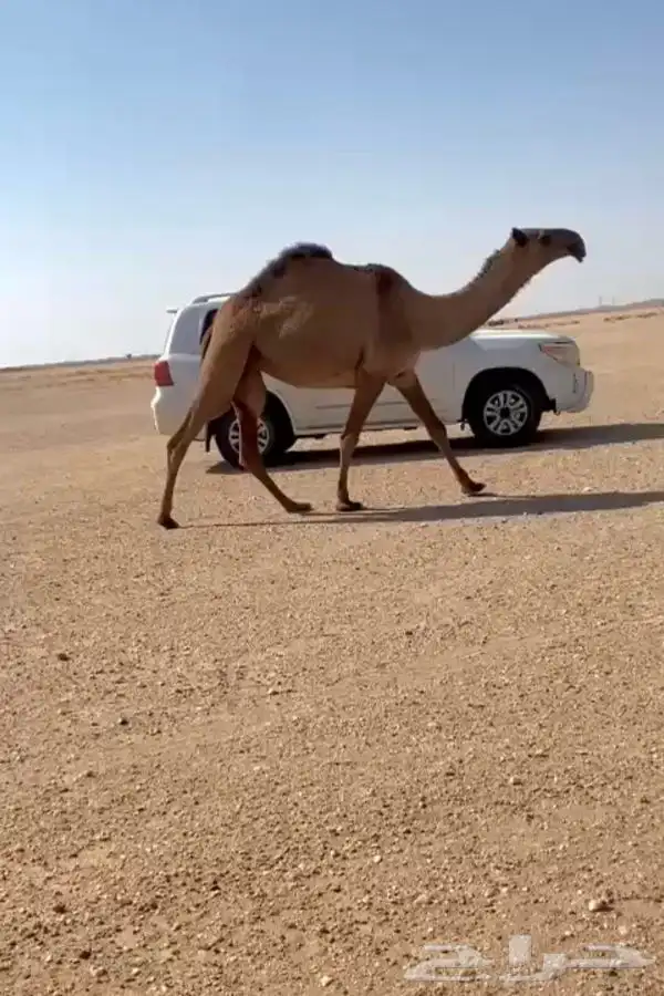 للبيع البكره 0