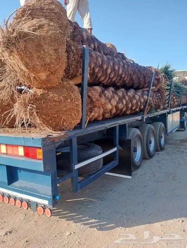 الدمام الشرقيه 8