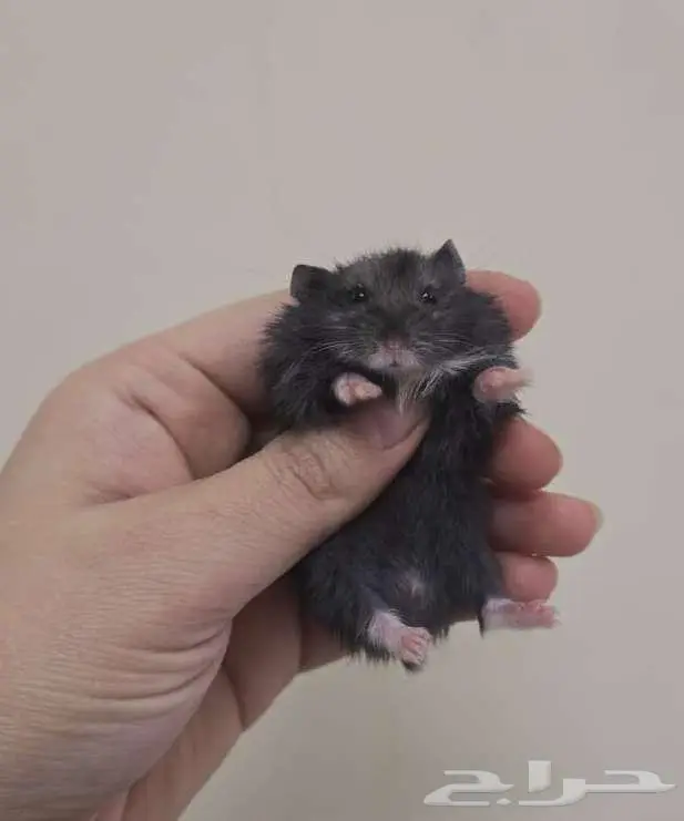 مجموعه هامسترز روس تبني 4