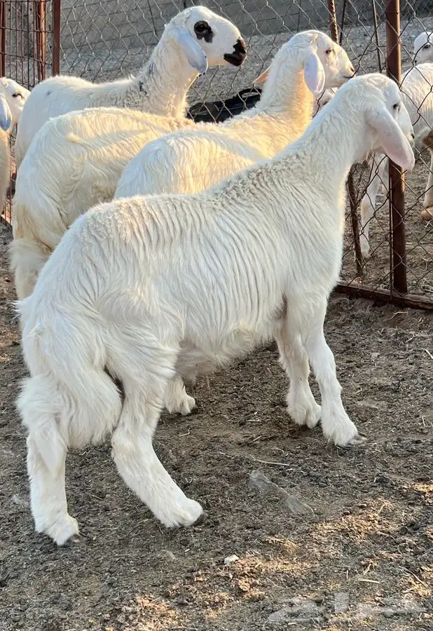 خرفان جذعان 18