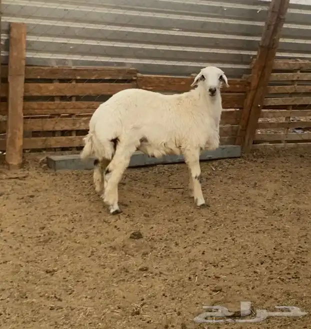 طلي حري ذبيحة ثلاجة 2