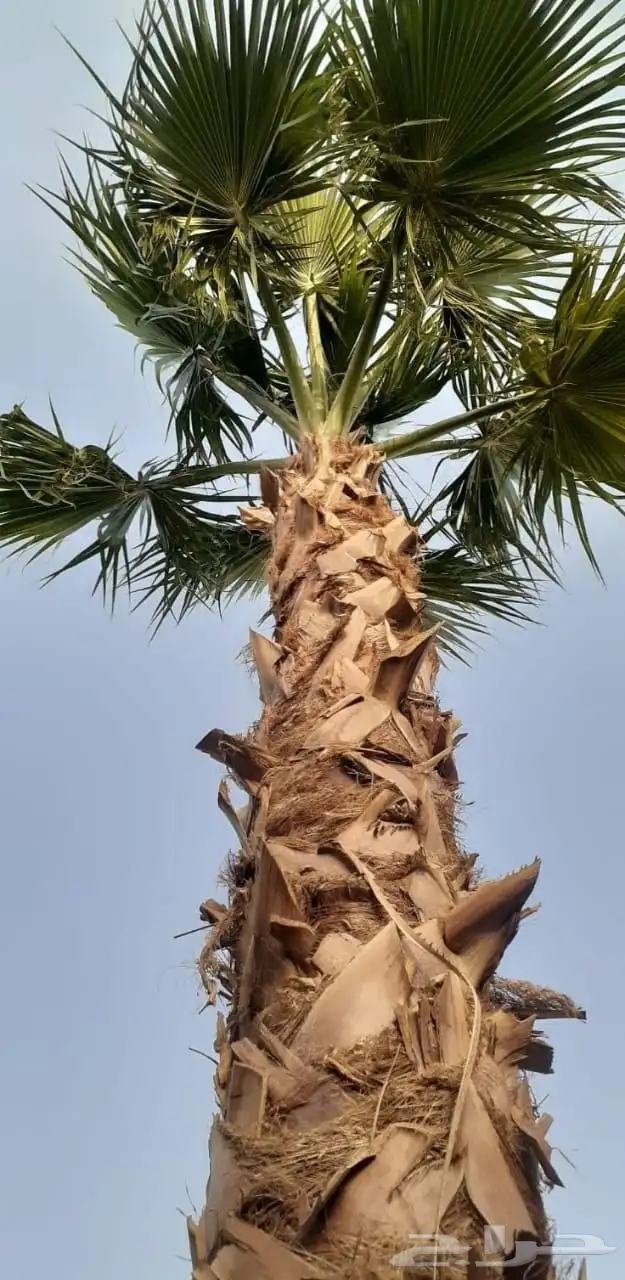 توريد وزراعة النخل الواشنطونيا ونخل العربي فسايل وتركيب شبوك 4