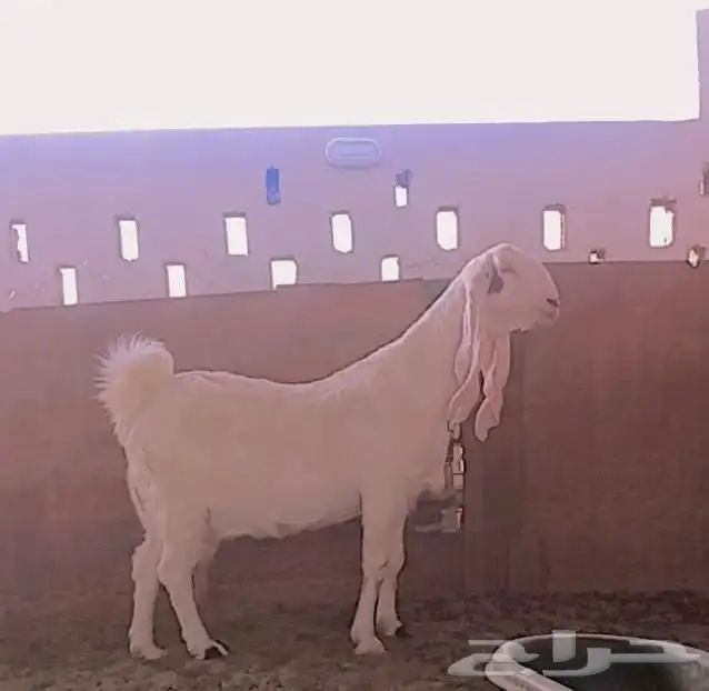 معزاء حصيب 2