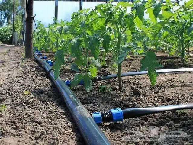 تنسيق حدائق وشبكات ري 34