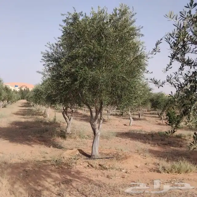 يوجد لديناء شجر الترمناليا وأشجار الزيتون وشجر الظل والأشجار 5