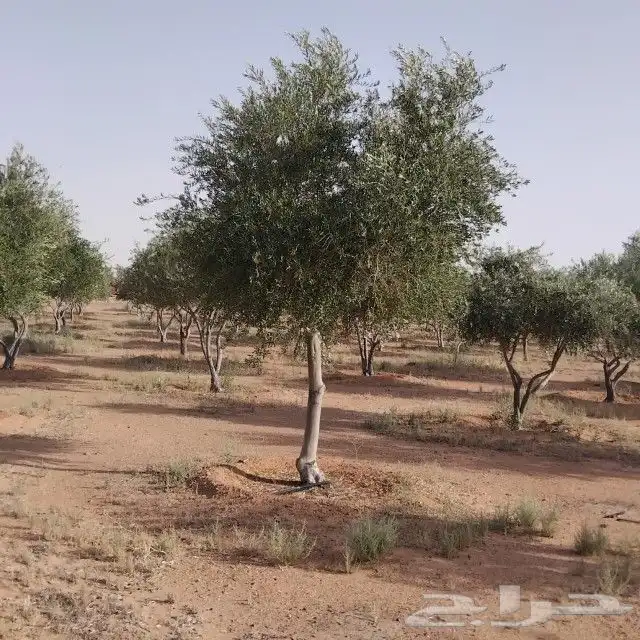 يوجد لديناء شجر الترمناليا وأشجار الزيتون وشجر الظل والأشجار 10