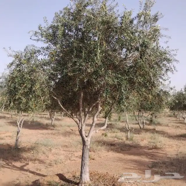 يوجد لديناء شجر الترمناليا وأشجار الزيتون وشجر الظل والأشجار 4