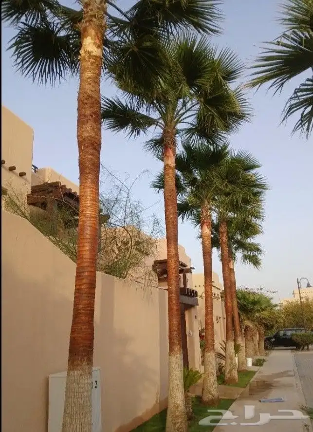 مزارع ومنسق حدائق 13