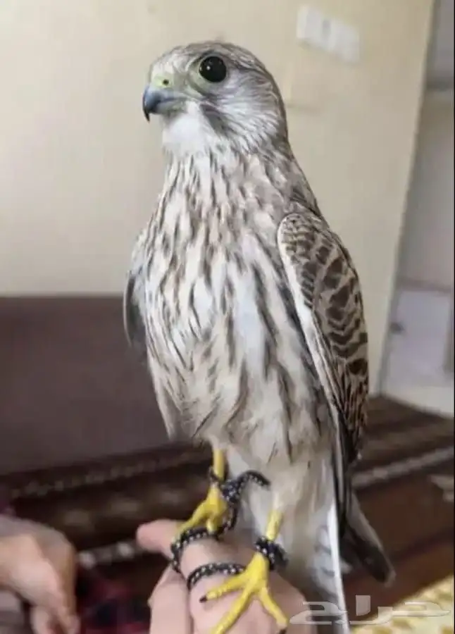 شرياص وشبوط 0