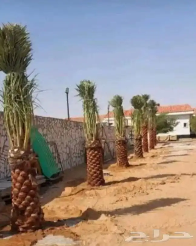 نخل للبيع 4