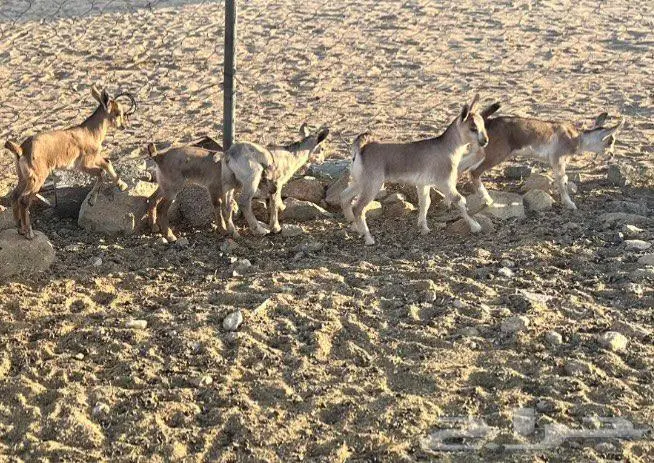 معزا مطوره مهجنه لون الصيد هجين وعل 3