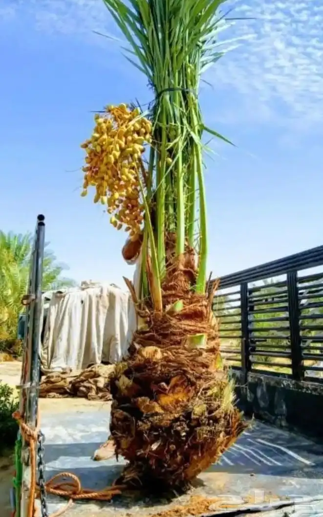 ابو علي لتوريد انخيل 0