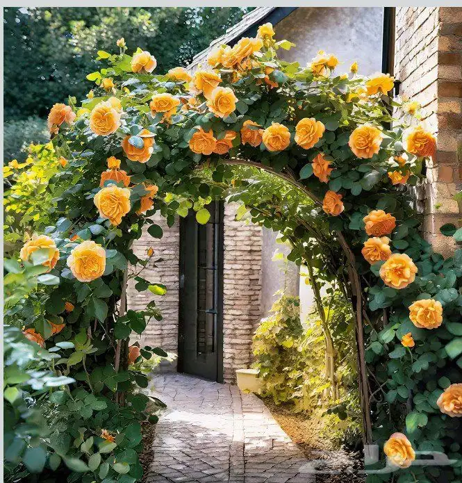 ورود أشجار نخل أشجار مثمره 0