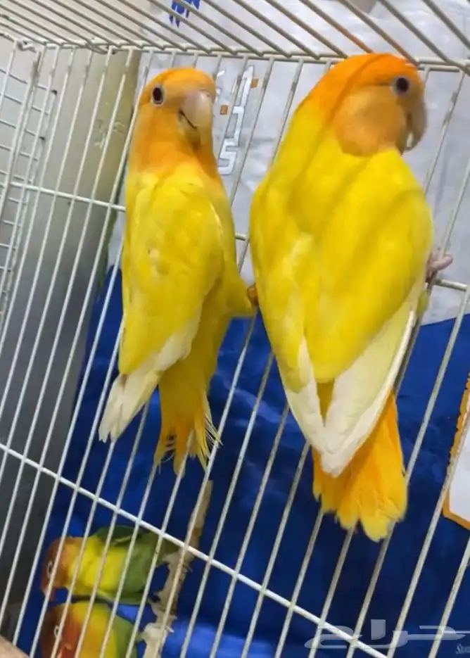 روز جوز منتج اورنج اوبلاين 0