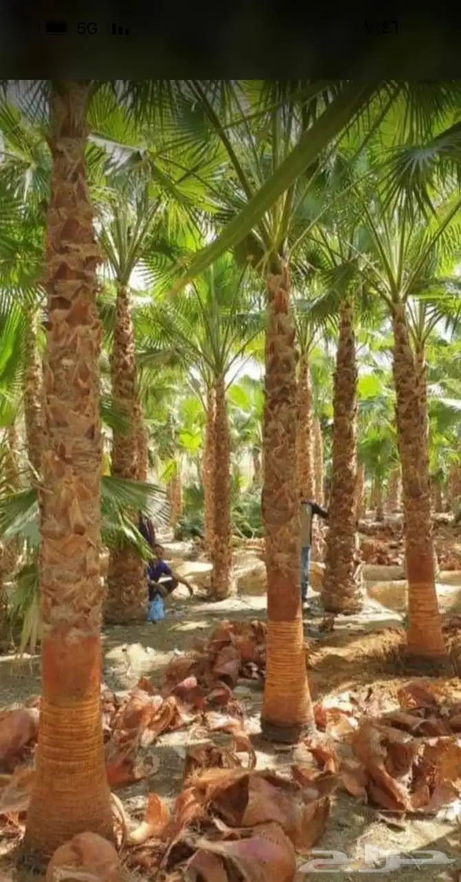 لتوريج جميع انواع انخل 6