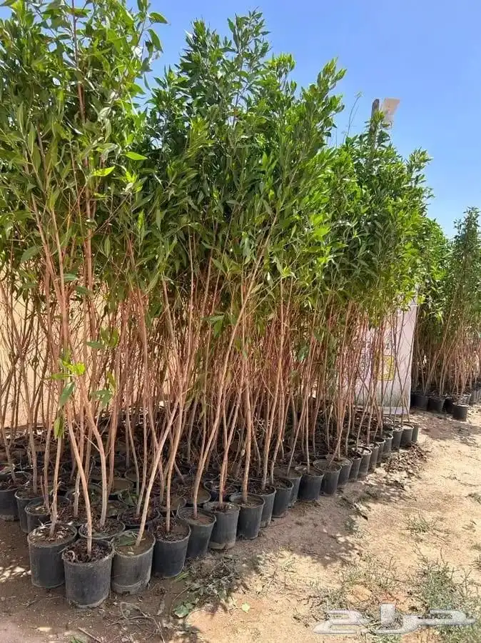 ثيل جميع النواع الثيل وحميع النواع الاشجار 1