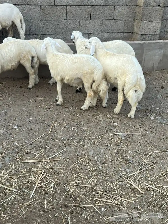 خرفان جذعان 21