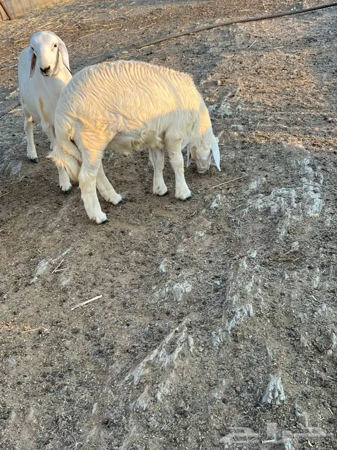 خرفان جذعان 16