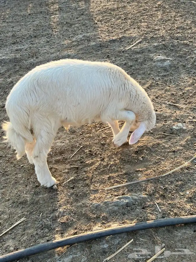 خرفان جذعان 19