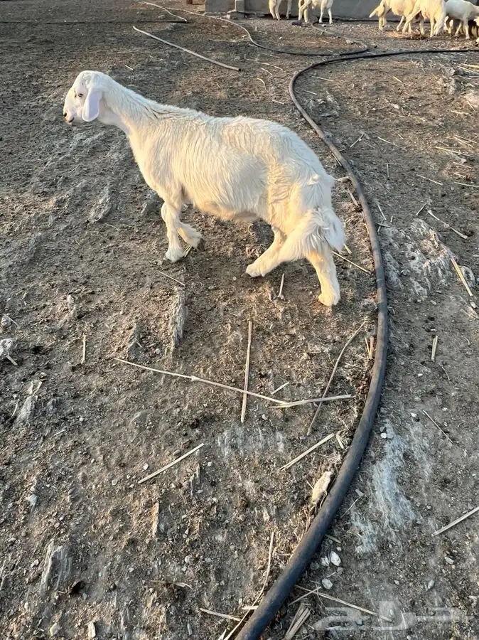 خرفان جذعان 20