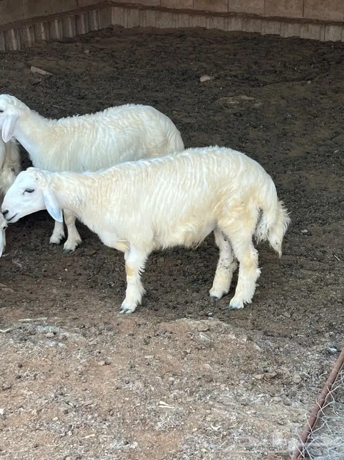 خرفان جذعان 15