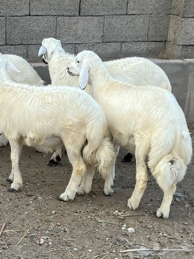 خرفان جذعان 9