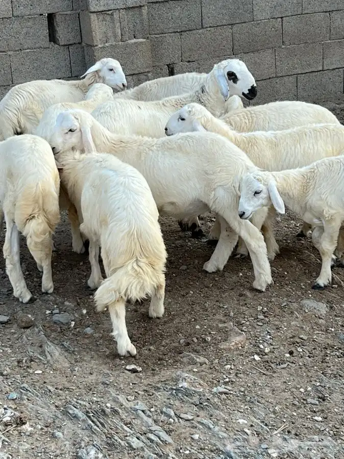 خرفان جذعان 14