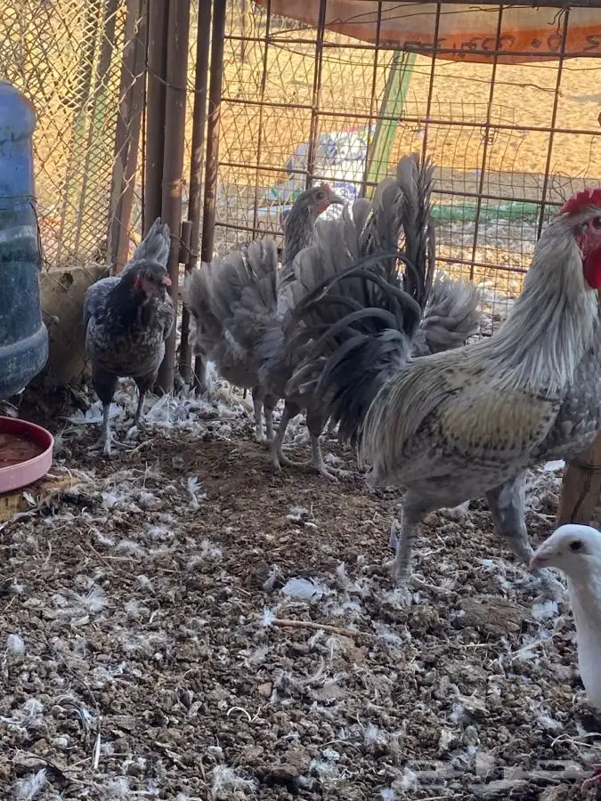 ثلاث اطقم كلهم بياض الوان مميزة وشرط الصحه 3